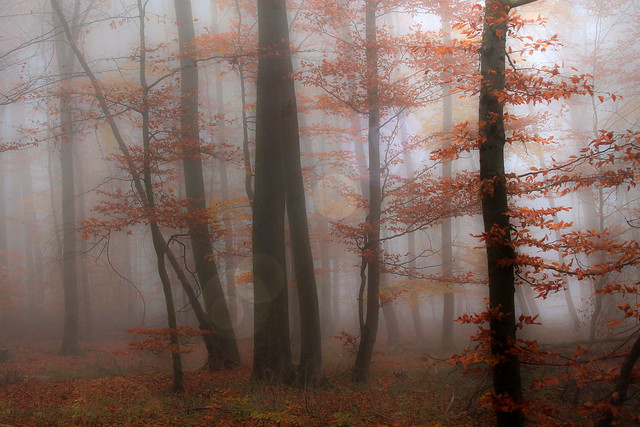 Red Forest (2)