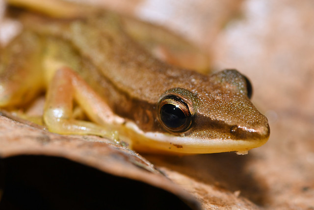 Nicobar Island Frog - 5