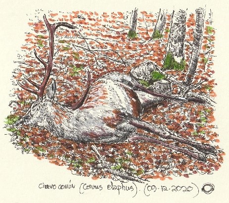 Ciervo común (Cervus elaphus)