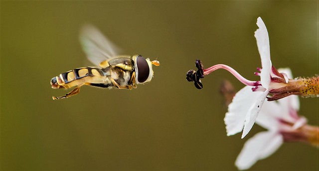 Hover fly triggering Stylidium