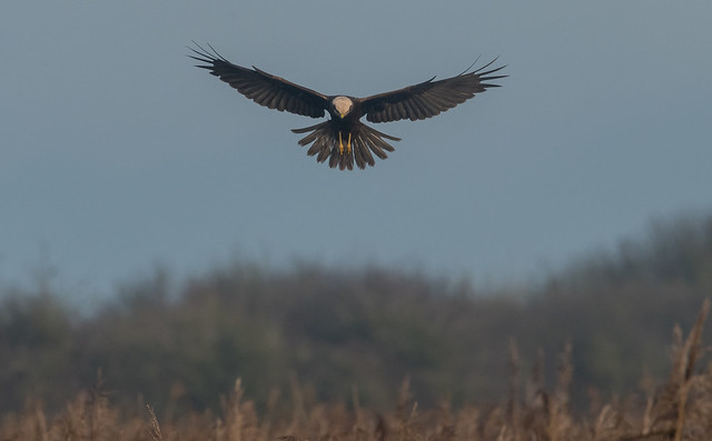 Marsh harrier hunting the reed beds