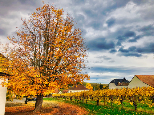 vineyard alsace landscape autumn fall france tree