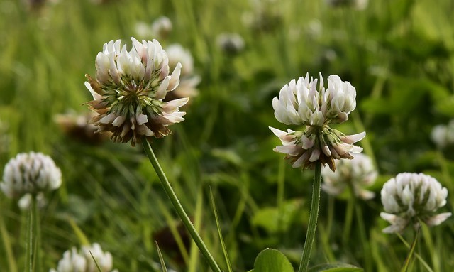 Weißklee (Trifolium repens); Bergenhusen, Stapelholm (5)