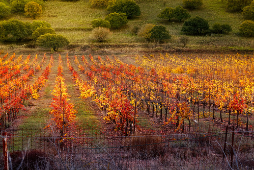 landscape fall vine