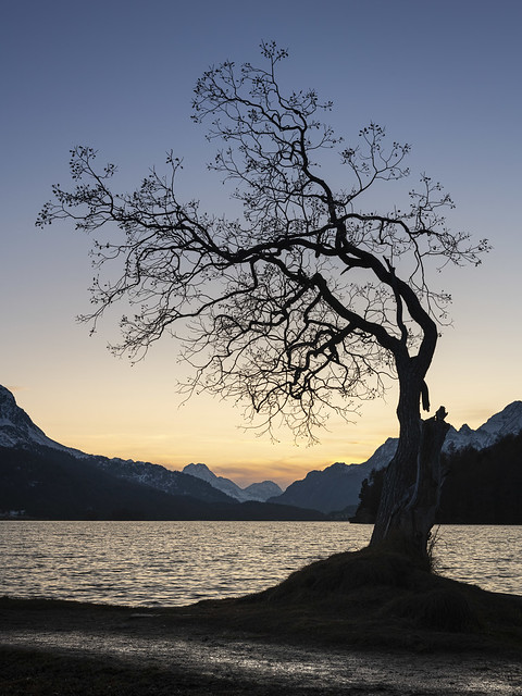 Tree Silhouette at Lake Sils