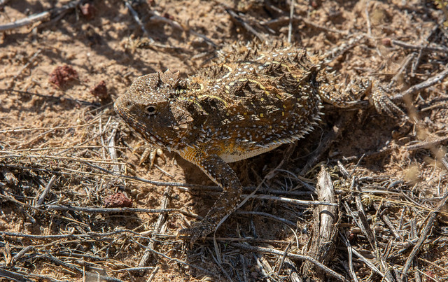 New Mexico Short-horned Lizard