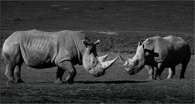 Rhinoceros, Head to Head