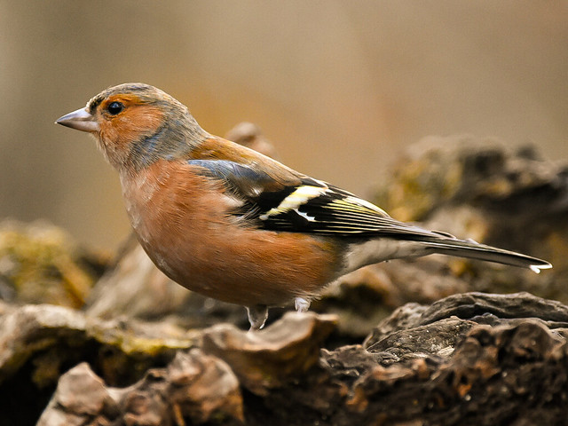 Male Chaffinch, Denny Wood, New Forest, Hampshire