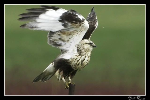 Rough-legged Hawk 2020 -004