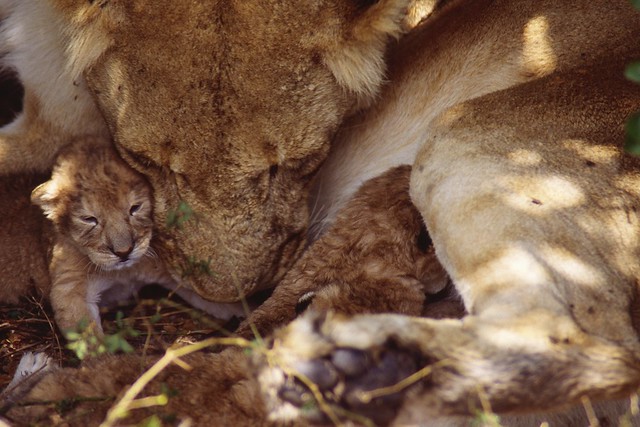 Babys in Masai Mara, Nikon F90, Kodachrome 200, 1997