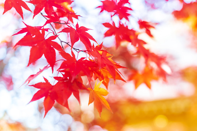 Autumn leaves at Joshinji Temple : 九品仏浄真寺の紅葉