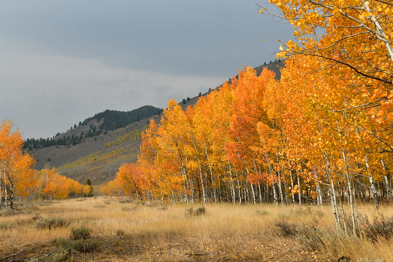 Юта-Айдахо-Орегон краски осени 2020