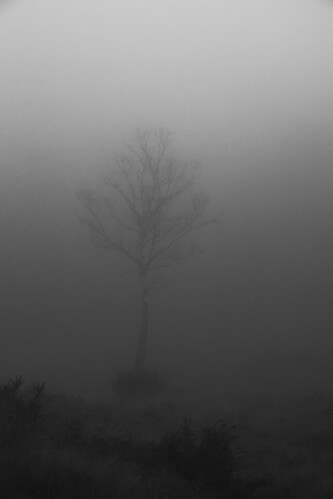 winter tree lonelytree lonely lost moody monochrome morning mood mist misty morningwalk minimal morningmist space negativespace emergence lone rothervalley fog foggy south southdownsnationalpark nationalpark southdowns westsussex england blackandwhite blackwhite bw black white wood ipingcommon simple simplicity less time timeless wintery cold spooky composition canon canoneos77d canon77d efs1785mm winterlike photography photograph landscape lightroom nowhere
