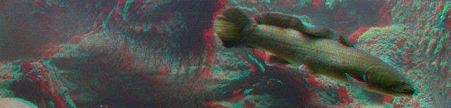 3D FISH AT DALLAS FAIR PARK  RED CYAN ANAGYLPH