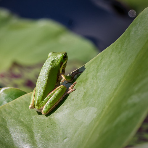 animal amphibian frog treefrog green easterndwarftreefrog litoriafallax easternsedgefrog waterlilypad brisbanebotanicgardens mtcoottha toowong brisbane