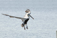 Pelican Landing 05 - Mandeville Lakefront - Lake Pontchartrain