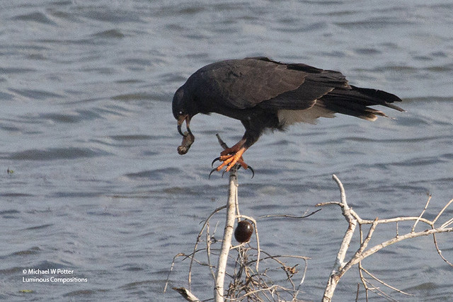 Snail Kite perched, with snail meat in beak (snail shell dropping)