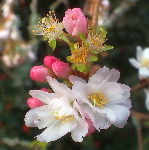 kaasboerderijgeindriemondthenetherlands prunussubhirtellaautumnalis winterfloweringcherry blossom flower tree