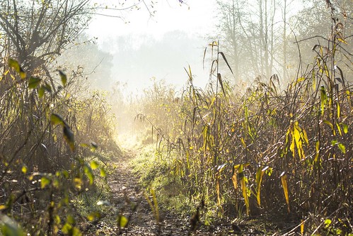 mist trail track landscape wood marsh countryside northcove suffolk nikond7200