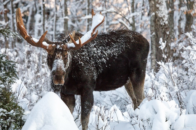Bull Moose - twig eater