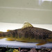 Flickr photo 'Brown trout' by: Belarusian Backwoods.