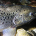 Flickr photo 'Sea trout portrait' by: Belarusian Backwoods.