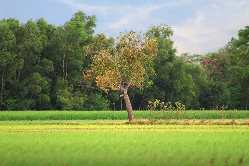landscape tree farm agriculture scenery sawah ricefield