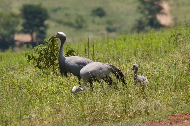 A family of blue crane (national bird of South Africa) in Tala Private Game Reserve, near Eston, KZN, South Africa.