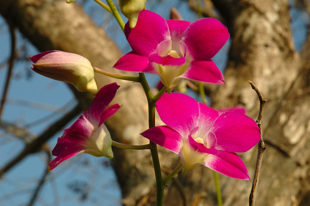 Orchidea (Orchid), Thajsko