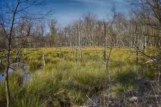 Oxley NIK HDR Marsh | by alnbbates