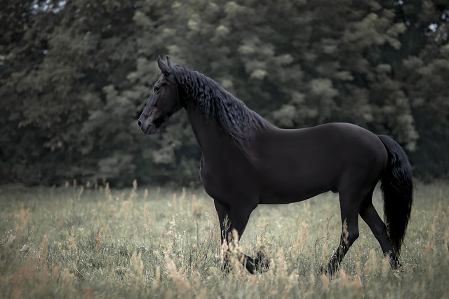 Fairy Horses - konie do sesji fotograficznych