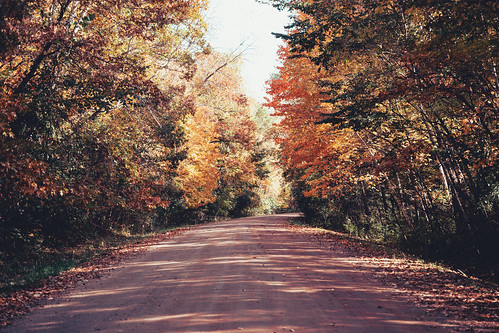 autumn natural color vibrant leaf beauty background orange red trees maple road tree golden outdoors sunlight yellow wood path october landscape midwest country outdoor rural foliage scenic light dirtroad leaves scene colorful scenery beautiful travel forest sun nature woods park green fall countryside bright