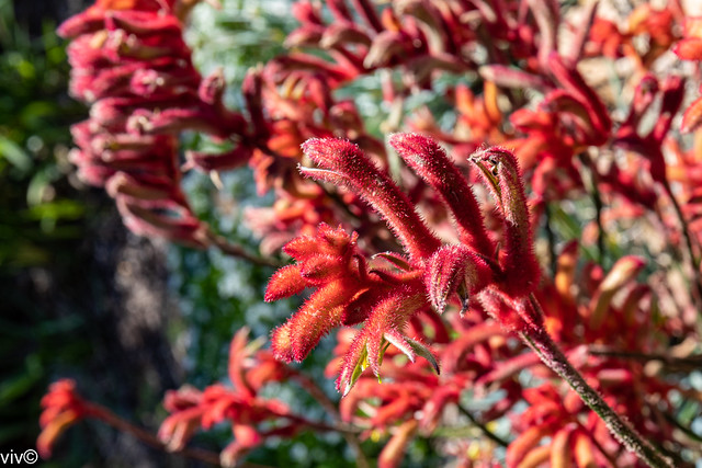 Unique Kangaroo Paw flower and buds