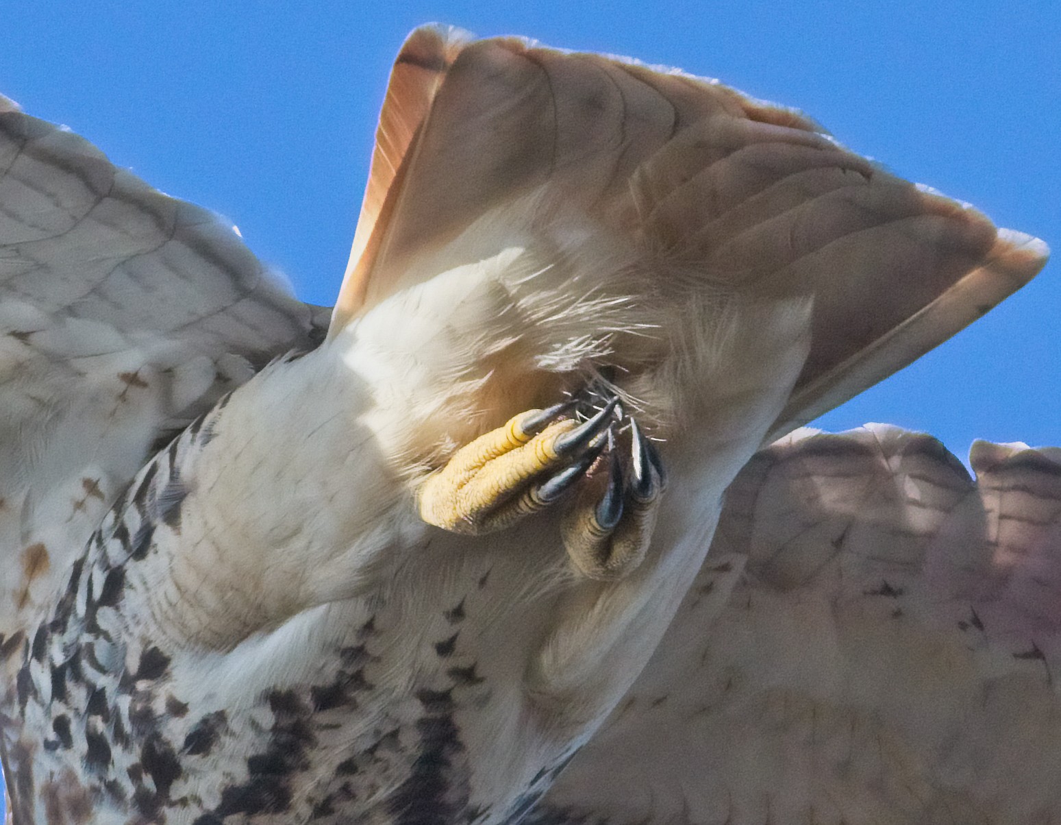 Male red-tail of Governors Island