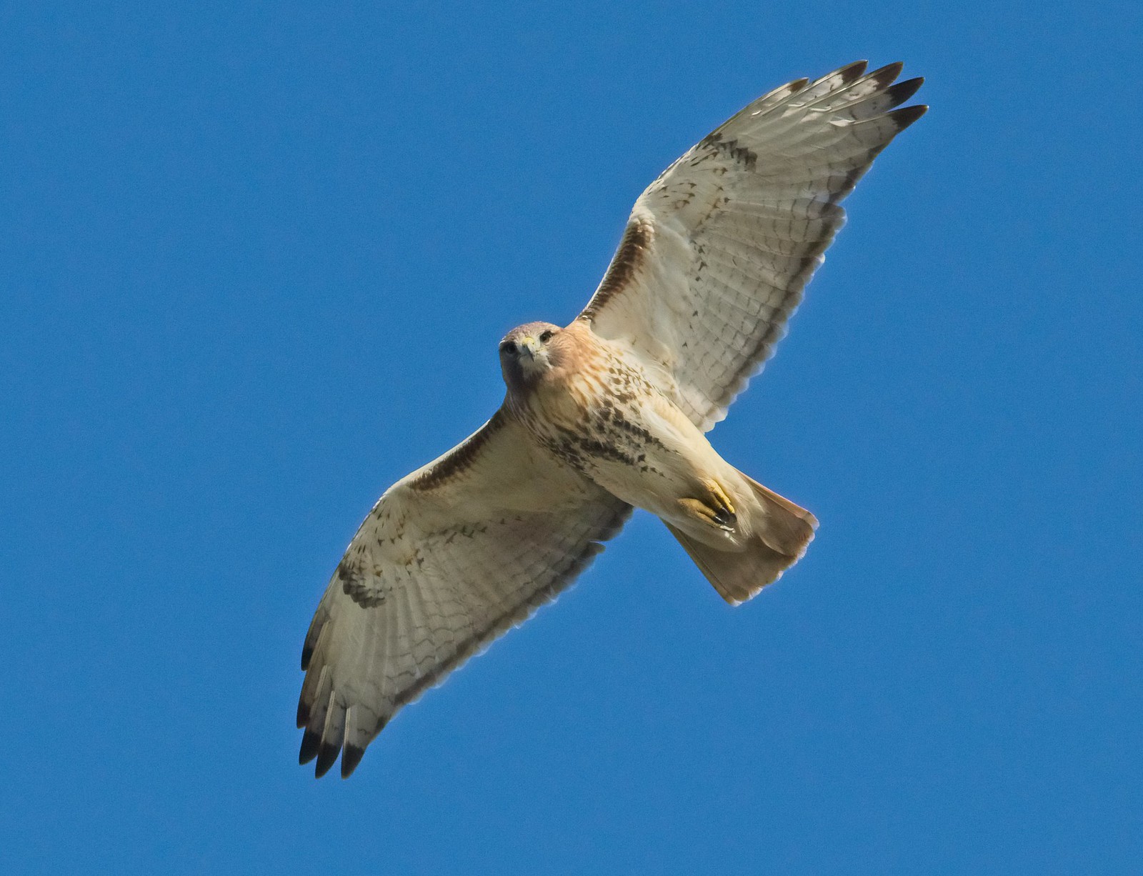 Female red-tail of Governors Island