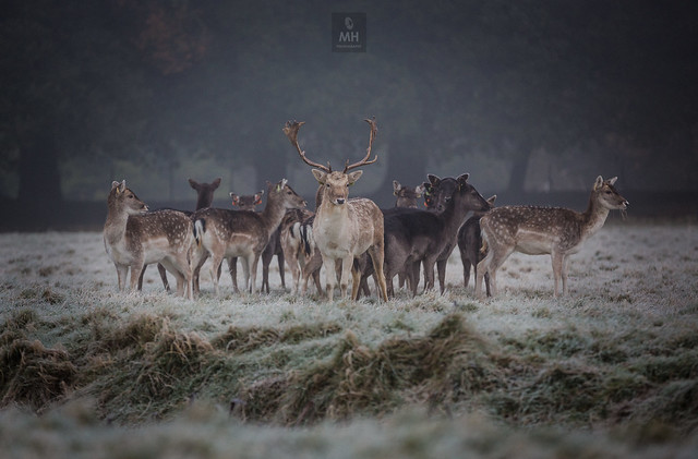 A foggy frosty morning in the Phoenix park