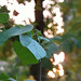Green leaves bokeh