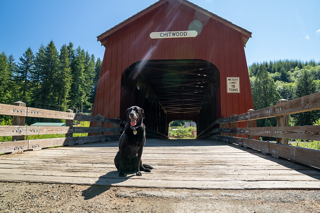 Black labrador retriever dog sits and poses at the Chitwood Covered Bridge in Oregon