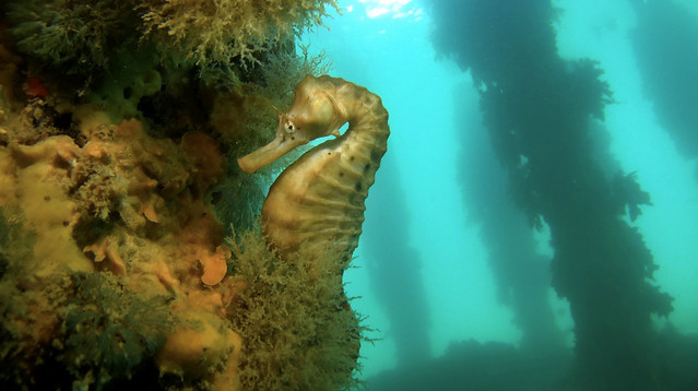 Big belly seahorse