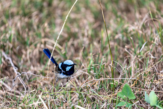 Cute male superb fairywren on lookout at the wetland