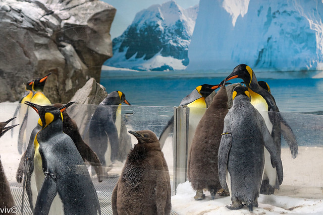 Serious Emperor Penguin conference