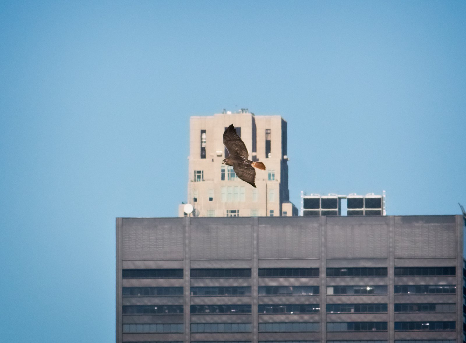 Male GI red-tail flying over lower Manhattan