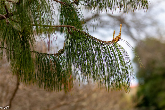 Striking Patula Pine needle leaves
