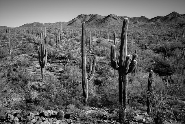 Saguaro cactuses