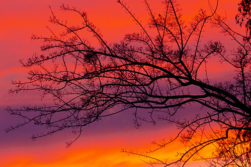 garden hengelo thenetherlands layersoflight sunset zonsondergang gekleurdelaagjes feest silhouet takvandeels alderbranch