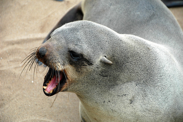 Lachtan (Eared seal), Namibie