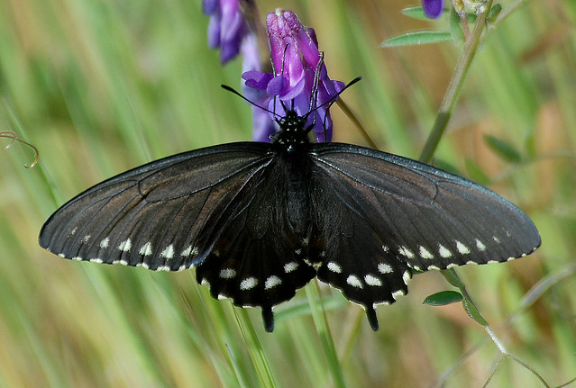 Pipevine Swallowtail, nectaring on vetch