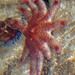 Flickr photo 'Crossaster papposus 1 (23-7-19 New England aquarium)' by: Bárbol.