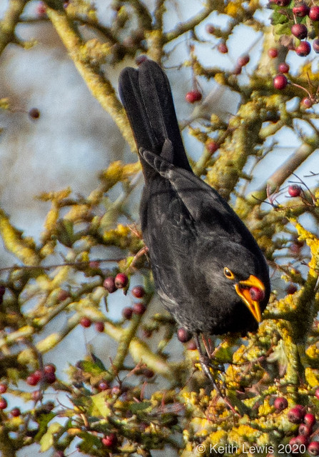Blackbird  snack