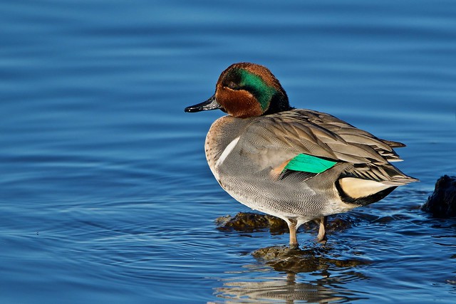 Green-winged Teal © (explore)